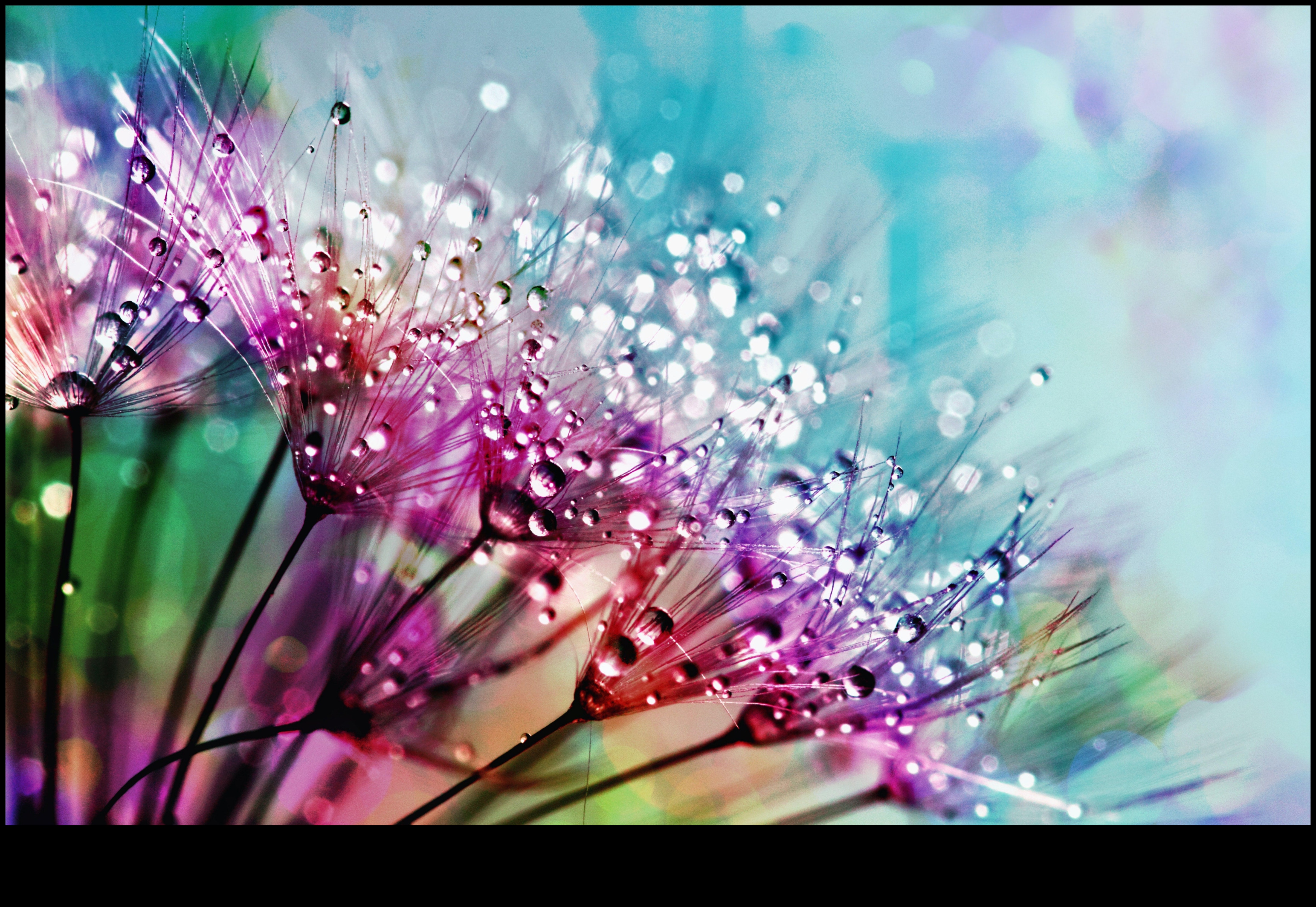 Mazā māksla: makrofotogrāfiju aizraujoša izpēte smalkās detaļās