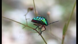 Makro brīnumi: mazo fotogrāfijas pasaules izpēte