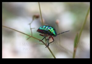 Makro brīnumi: mazo fotogrāfijas pasaules izpēte